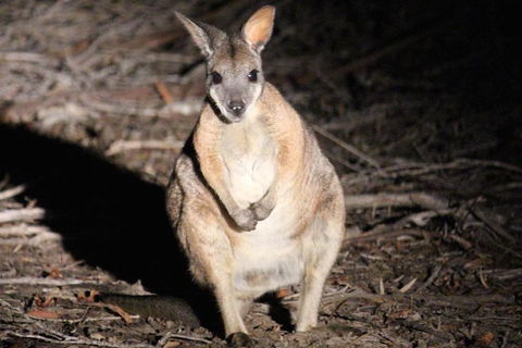 Small-Group Kangaroo Island 4WD Night Tour - Hotel Accommodation 3
