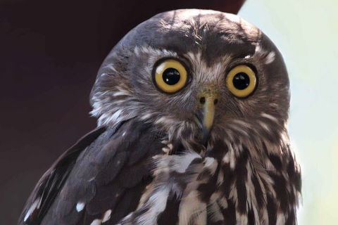 Small-Group Kangaroo Island 4WD Night Tour - Hotel Accommodation 4