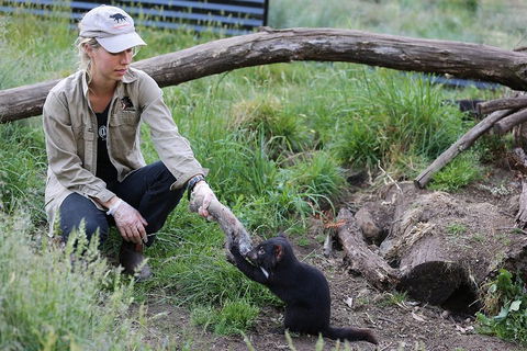 After Dark Tasmanian Devil Feeding Tour At Cradle Mountain - Hotel Accommodation 1