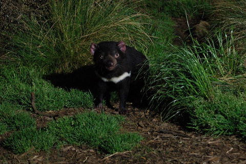 After Dark Tasmanian Devil Feeding Tour At Cradle Mountain - Hotel Accommodation 4