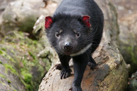 1-Hour Tasmanian Devil Feeding Day Tour At Cradle Mountain - Hotel Accommodation 4