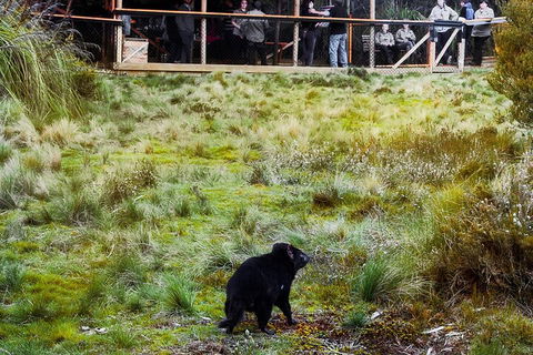 1-Hour Tasmanian Devil Feeding Day Tour At Cradle Mountain - Hotel Accommodation 5