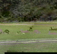 Yanchep  Lancelin - Wildlife Cave And Sands - Hotel Accommodation
