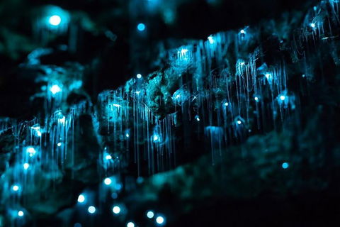 Hinterland Magic & Glow-worm Experience - Hotel Accommodation 1