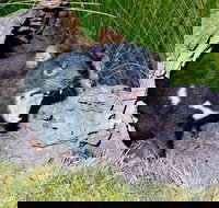 Private Blue Mountains Tour with Kangaroo and Koala Experience - Hotel Accommodation