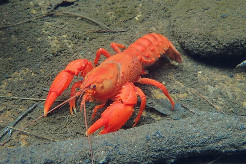 Blue Mountains Empress Canyon Adventure From Wentworth Falls - Hotel Accommodation 4