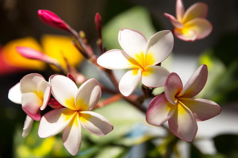 Byron Bay Combo: Hinterland Tour Including Minyon Falls And Kayaking With Dolphins - Hotel Accommodation 1