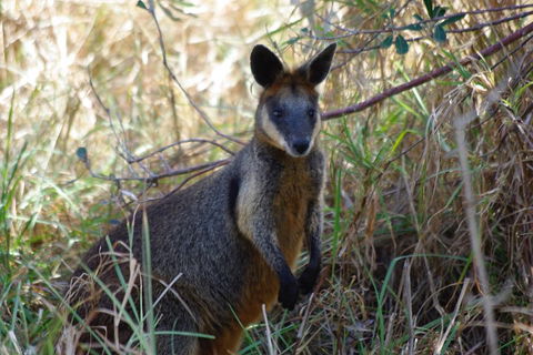 Byron Bay Combo: Hinterland Tour Including Minyon Falls And Kayaking With Dolphins - Hotel Accommodation 2