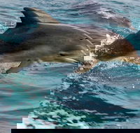 1.5HR Mudjimba Island Wildlife Safari - Hotel Accommodation