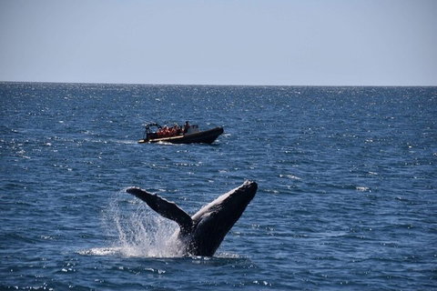 Adventure Whale Watching Tour Mooloolaba - Hotel Accommodation 1