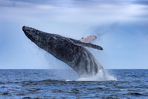 Adventure Whale Watching Tour Mooloolaba - Hotel Accommodation 2