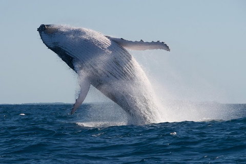 Adventure Whale Watching Tour Mooloolaba - Hotel Accommodation 5