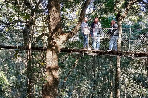 Lamington National Park, O'Reilly's & Vineyard Tour - Hotel Accommodation 2