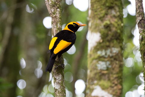 Lamington National Park, O'Reilly's & Vineyard Tour - Hotel Accommodation 4