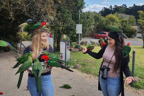 Lamington National Park, O'Reilly's & Vineyard Tour - Hotel Accommodation 5