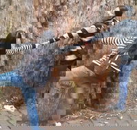 Mt Field National Park Active Day-Trip Including Bonorong and Mt Wellington - Hotel Accommodation