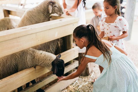 Tropical Fruit World Farm Full Tour - Hotel Accommodation 1