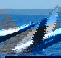 Mooloolaba Whale Watching Tour - Hotel Accommodation