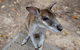 2 Day Daintree Rainforest, Cape Tribulation And Outback Chillagoe Tour - thumb 4