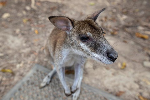 2 Day Daintree Rainforest, Cape Tribulation And Outback Chillagoe Tour - Hotel Accommodation 4