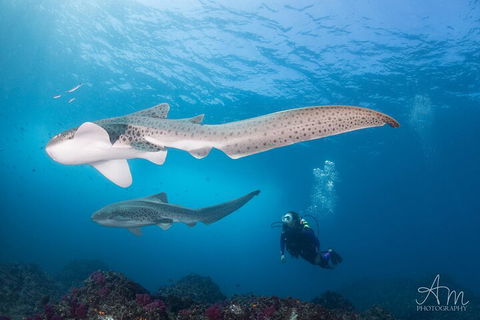 3-Hour Byron Bay Certified Scuba Diving Tour - Hotel Accommodation 3