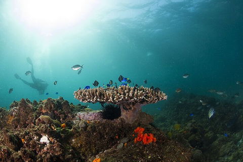 3-Hour Byron Bay Certified Scuba Diving Tour - Hotel Accommodation 4