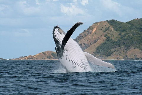 Byron Bay Whale Watching Cruise - Hotel Accommodation 0