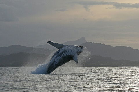 Byron Bay Whale Watching Cruise - Hotel Accommodation 1