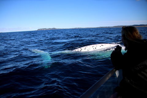 Byron Bay Whale Watching Cruise - Hotel Accommodation 2