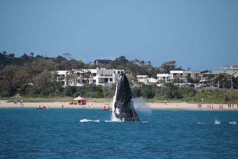 Byron Bay Whale Watching Cruise - Hotel Accommodation 3