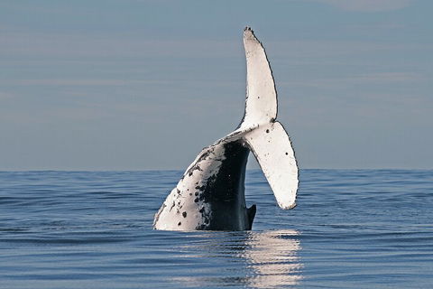 Byron Bay Whale Watching Cruise - Hotel Accommodation 4