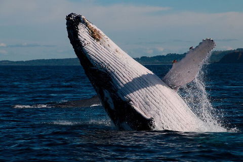 Byron Bay Whale Watching Cruise - Hotel Accommodation 5