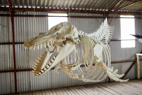 Albany's Whale Story - Hotel Accommodation 3