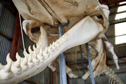 Albany's Whale Story - Hotel Accommodation 5