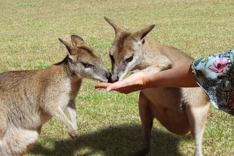 Kuranda Rainforestation & Kuranda Scenic Rail - Hotel Accommodation 4