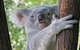Virtual Interactive Australian Wildlife Tour With Private Guide-Wildlife Habitat - thumb 3