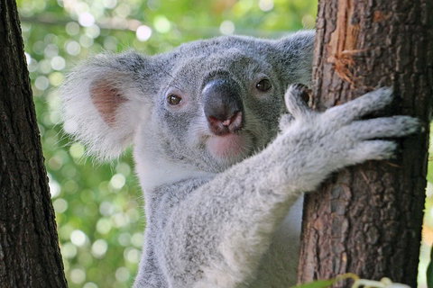 Virtual Interactive Australian Wildlife Tour With Private Guide-Wildlife Habitat - Hotel Accommodation 3