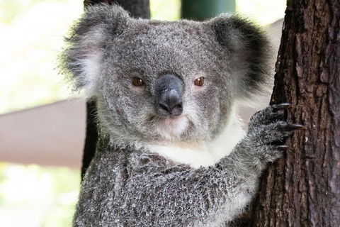 Wildlife Habitat Port Douglas - Hotel Accommodation 1