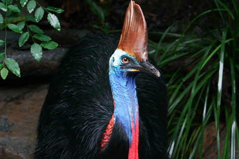 Wildlife Habitat Port Douglas - Hotel Accommodation 3