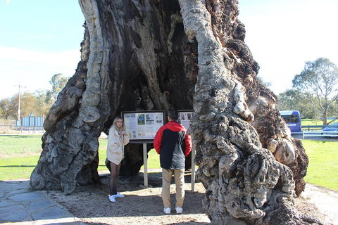 Barossa And Hahndorf Day Trip From Adelaide Including Wine Tasting And Lunch - Hotel Accommodation 1