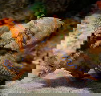 Glass Bottom Boat  Entry at AQWA - Hotel Accommodation