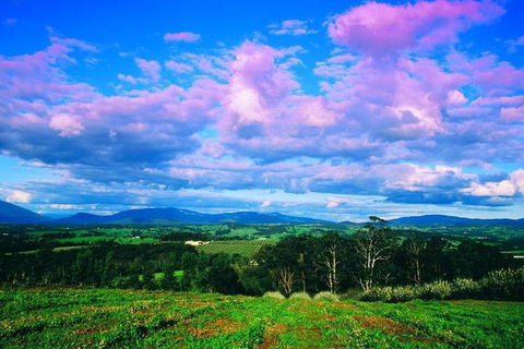 Yarra Valley Wine And Cider Tours By Classic Convertibles From Melbourne - Hotel Accommodation 3