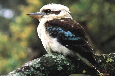 Yarra Valley Wine And Cider Tours By Classic Convertibles From Melbourne - Hotel Accommodation 4