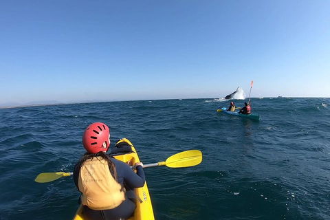 Kayaking With Dolphins In Byron Bay Guided Tour - Hotel Accommodation 3