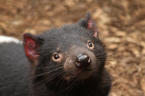Day Tour In Mt. Field, Mt. Wellington, Bonorong Wildlife Sanctuary And Richmond - Hotel Accommodation 4