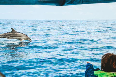 Cruise With Dolphins In Byron Bay - Hotel Accommodation 0