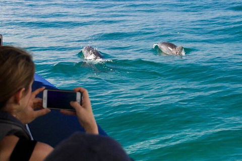 Cruise With Dolphins In Byron Bay - Hotel Accommodation 1
