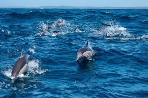 Cruise With Dolphins In Byron Bay - Hotel Accommodation 2
