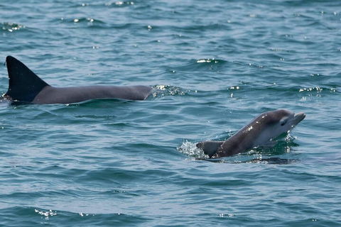 Cruise With Dolphins In Byron Bay - Hotel Accommodation 5