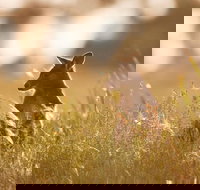 Sunset Blue Mountains Wilderness  Wildlife Tour without the crowds - Hotel Accommodation